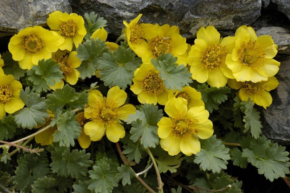 Geum Reptans Flower Seeds – Heirloom Non-GMO Seeds for Rock Garden and Alpine Planting - Reptans for planting in home garden